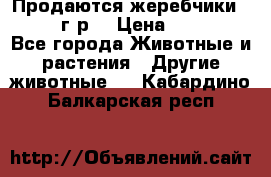 Продаются жеребчики 14,15 16 г.р  › Цена ­ 177 000 - Все города Животные и растения » Другие животные   . Кабардино-Балкарская респ.